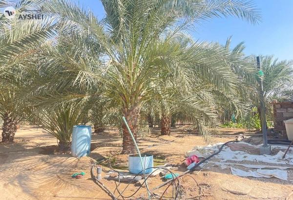 FARM FOR SALE IN AL AJBAN