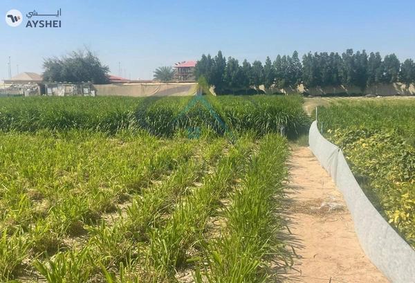 FARM FOR SALE IN AL KHATIM