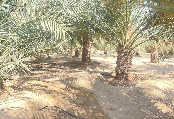 FARM FOR SALE IN AL SAMHA