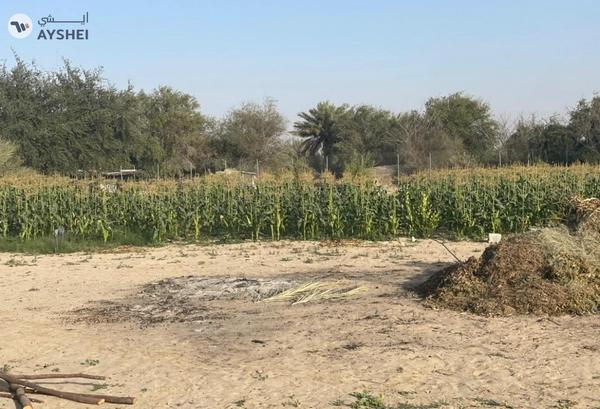 FARM FOR SALE IN AL SAMHA