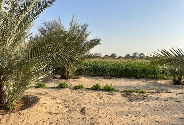 FARM FOR SALE IN AL SAMHA