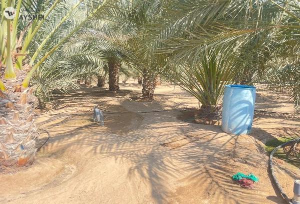 FARM FOR SALE IN AL SAMHA