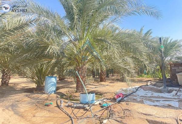 FARM FOR SALE IN AL SAMHA