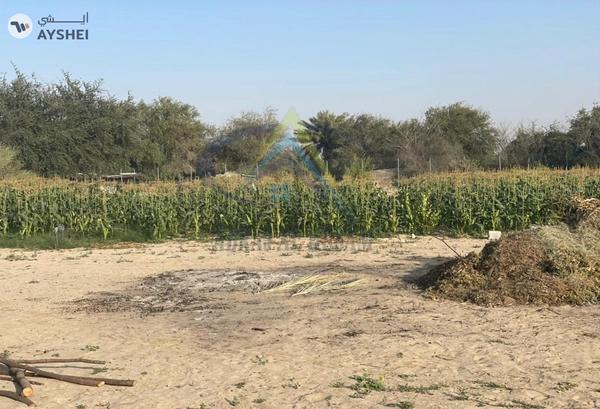 FARM FOR SALE IN AL KHATIM