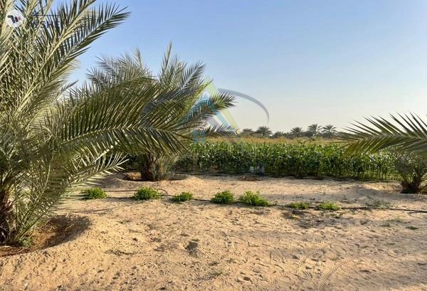 FARM FOR SALE IN AL KHATIM